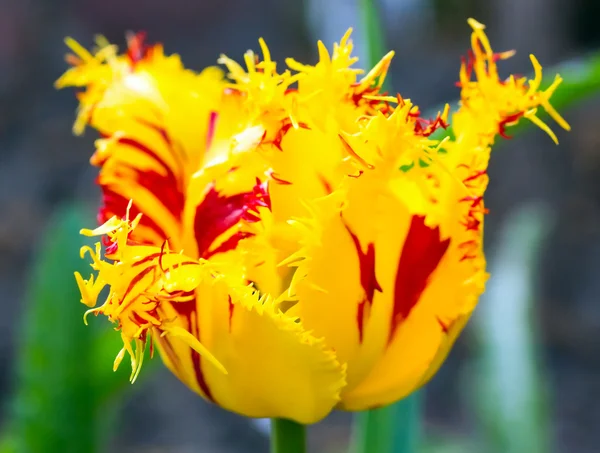 Tulpe mit Fransen — Stockfoto