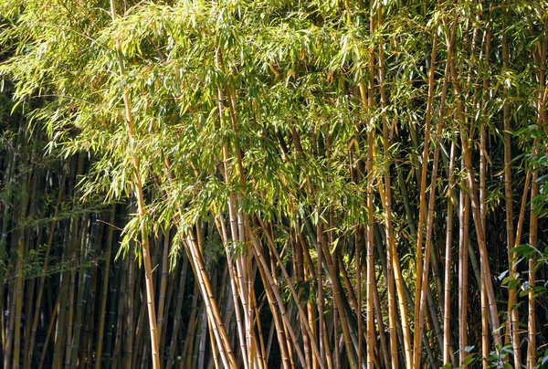Бамбуковое дерево — стоковое фото