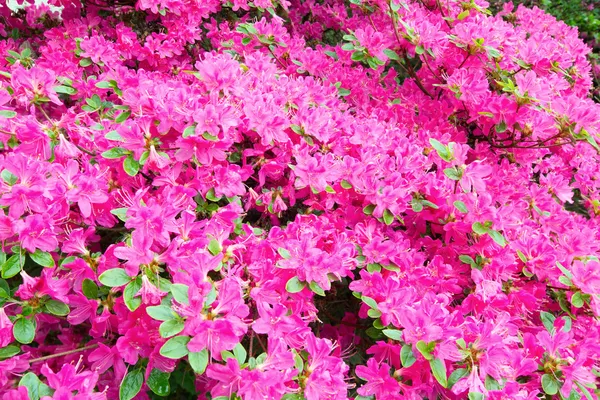 Arbusto de Rhododendron florescente com flores rosa — Fotografia de Stock