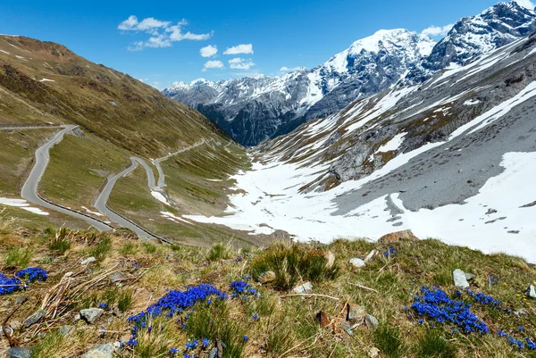 Przełęcz stelvio lato (Włochy) i niebieskie kwiaty z przodu. — Zdjęcie stockowe