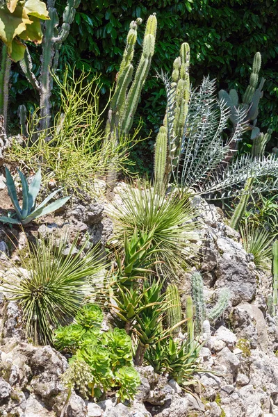 Succulente installatie op stenen — Stockfoto