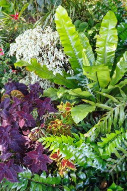 Bitkisel arka planı yeşil