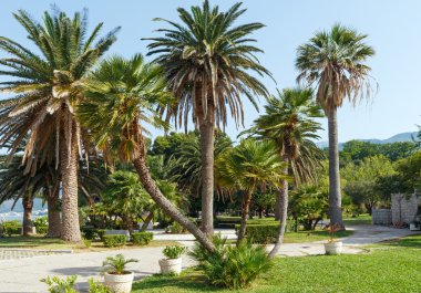 Palmiye ağaçları (Karadağ ile yaz park)