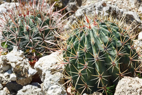 Netelige cactus plant — Stockfoto