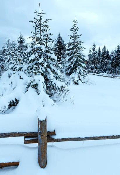 Overcast day winter fir forest . — Stock Fotó