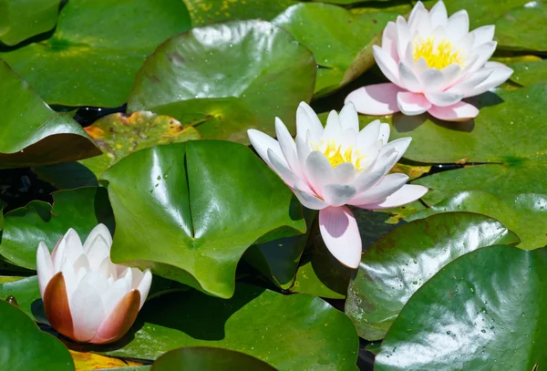 Pink water lily — Stock Photo, Image