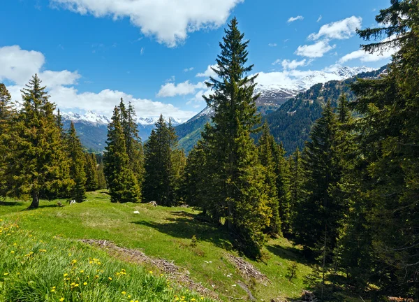 Vista alpina con flores de diente de león amarillo — Foto de Stock