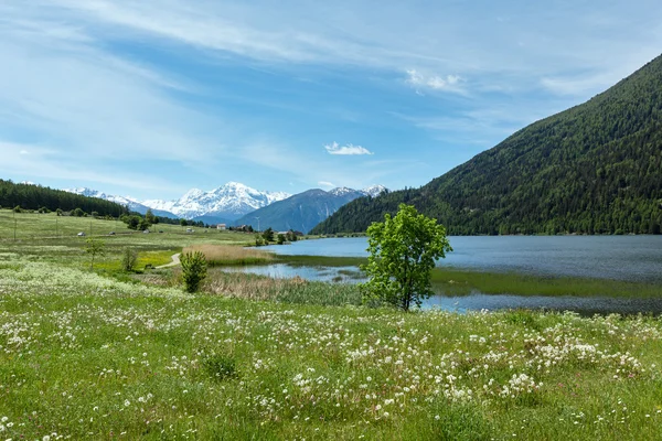 Summer dandelion meadow (Italy). — Stock Photo, Image