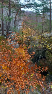 orman içinde Yüce taşlar