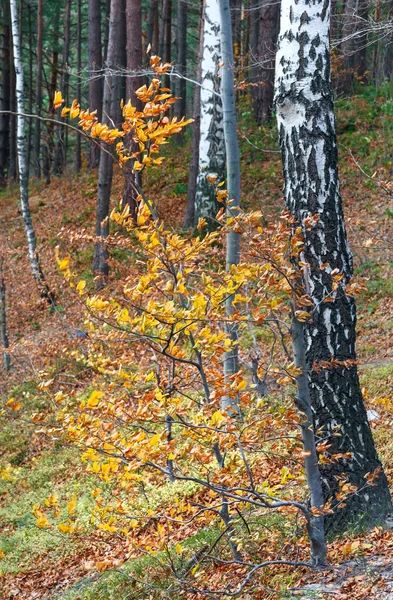 Forêt de montagne d'automne . — Photo