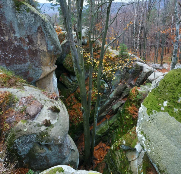 Verheven stenen in bos — Stockfoto