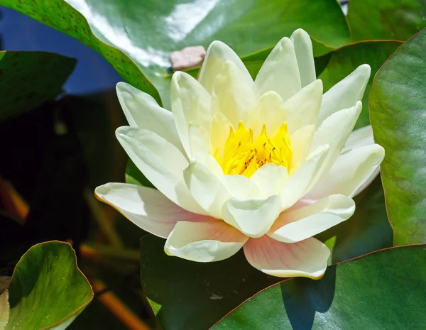 Pink water lily — Stock Photo, Image