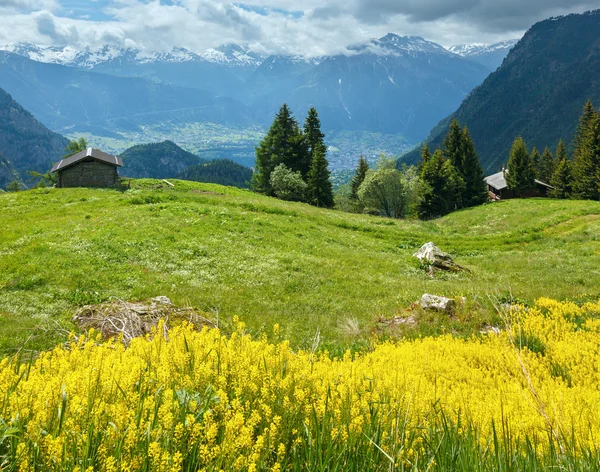 Gele wilde bloemen op zomer berghelling — Stockfoto