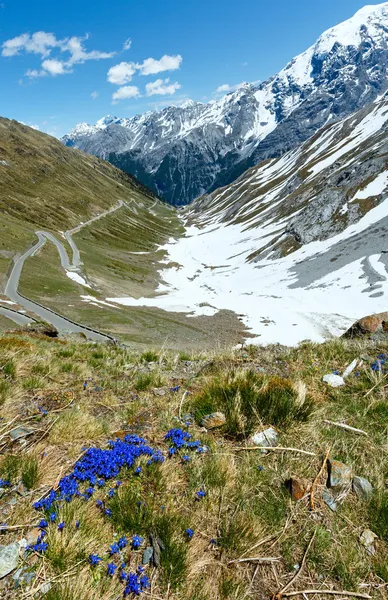 Przełęcz stelvio lato (Włochy) i niebieskie kwiaty z przodu. — Zdjęcie stockowe