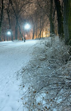 buz kaplı ağaç gece Şehir Parkı.