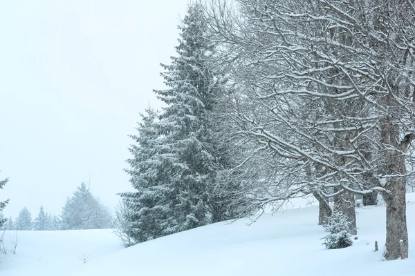 Inverno montagna nebbioso paesaggio — Foto Stock