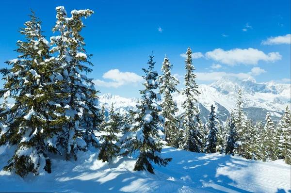 Kış dağ Göknar ormanı manzarası — Stok fotoğraf
