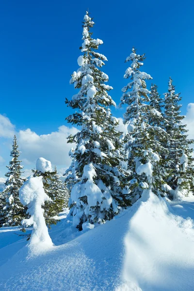 Vinterlandskap berg fir skog — Stockfoto