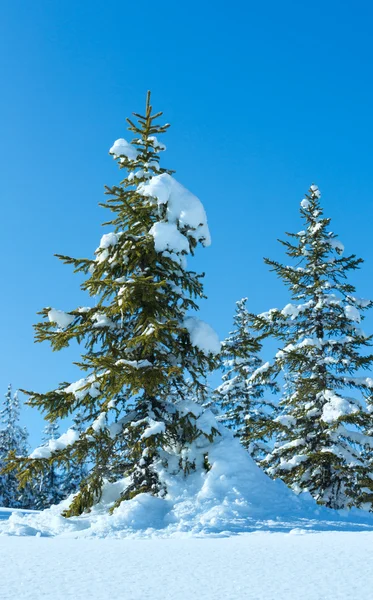 Vinterlandskap berg fir skog — Stockfoto