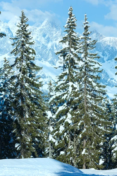 Зимовий гірський ялиновий лісовий пейзаж — стокове фото