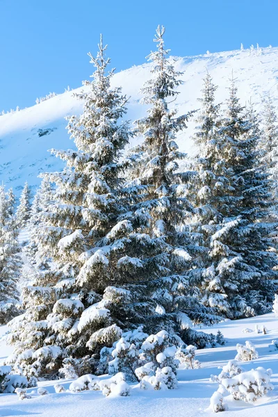 Zonsopgang en besneeuwde bomen op heuvel — Stockfoto