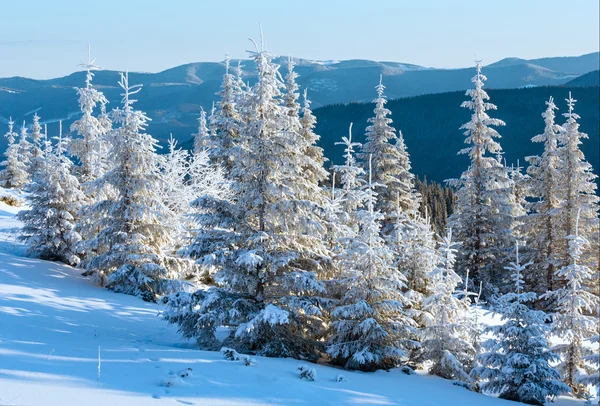 Sonnenaufgang und schneebedeckte Bäume auf dem Hügel — Stockfoto