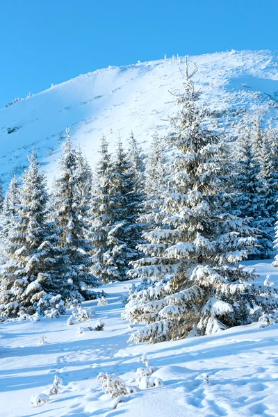 Sonnenaufgang und schneebedeckte Bäume auf dem Hügel — Stockfoto