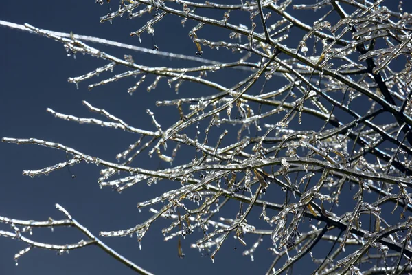 夜晚的天空背景上冰雪覆盖的分支机构. — 图库照片