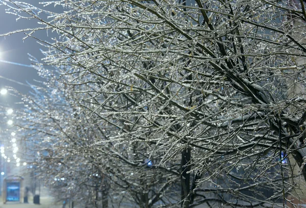 Zasněžené stromy v noci městské ulici — Stock fotografie