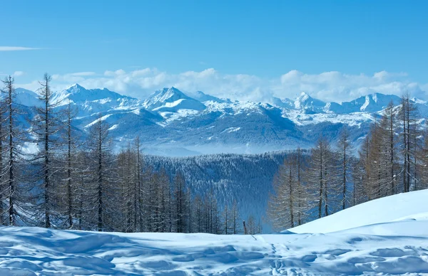 Zimowy Las w pobliżu masywu dachstein Zdjęcie Stockowe