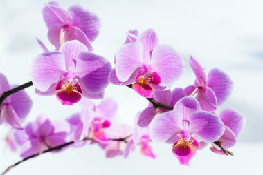 Pink orchid flower clipart