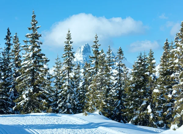 겨울 산 전나무 숲 풍경 — 스톡 사진