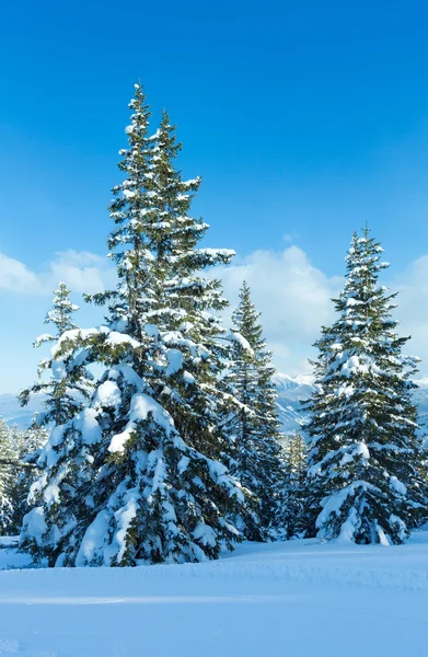 Hiver montagne sapin forêt paysage — Photo