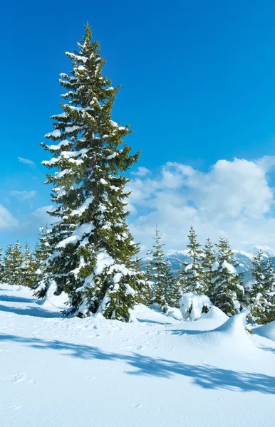 Vinterlandskap berg fir skog — Stockfoto