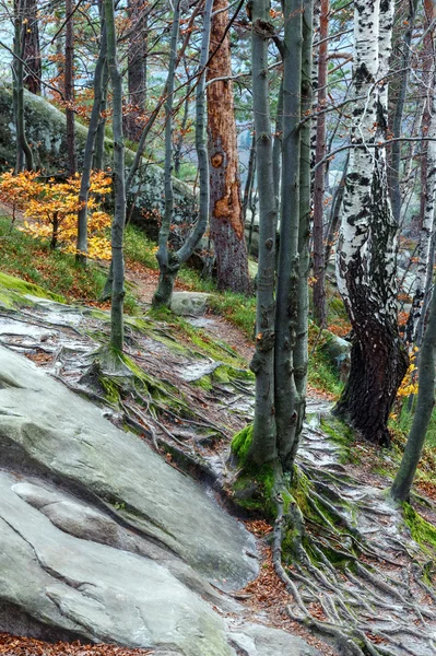 Осенний горный лес . — стоковое фото