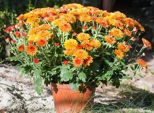 Orange autumn chrysanthemums — Stock Photo, Image