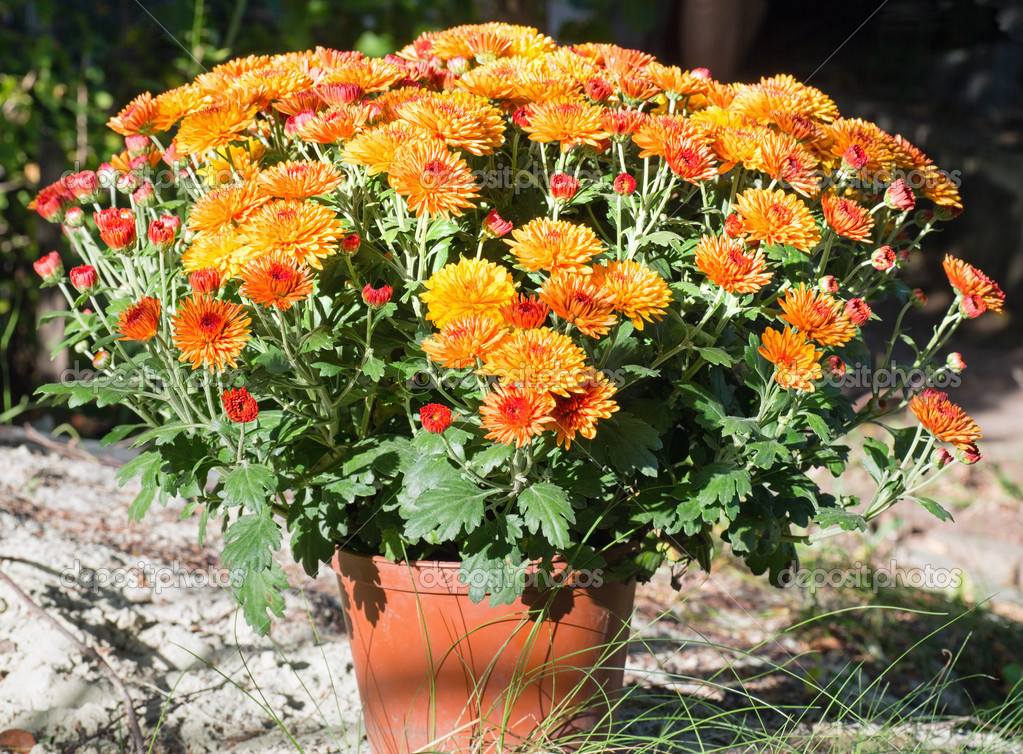 Orange autumn chrysanthemums — Stock Photo © wildman 33182147