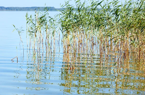 Влітку озеро rushy — стокове фото