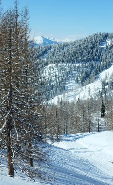 ダッハシュタイン山の中央山塊に近い冬の森 — ストック写真