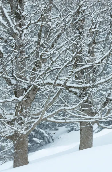 Snöfall i vinter berget misty skog — Stockfoto