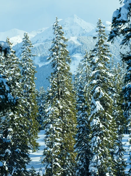 冬山モミ林の風景 — ストック写真