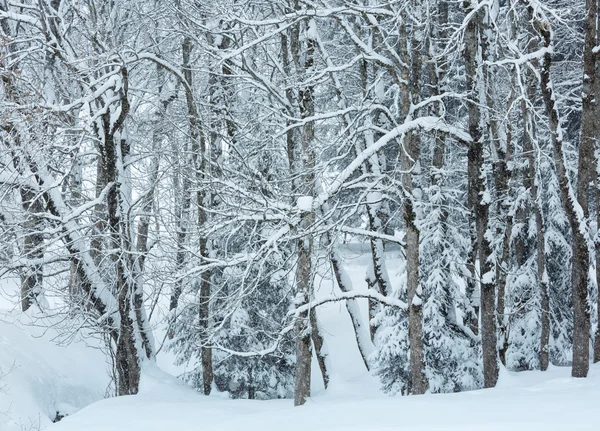 Nieve en invierno montaña bosque brumoso —  Fotos de Stock