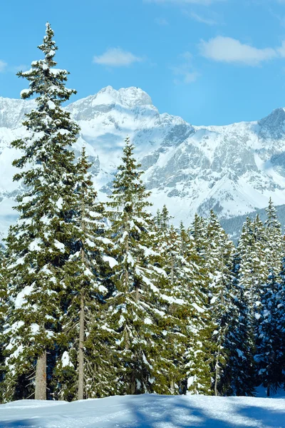 冬山モミ林の風景 — ストック写真
