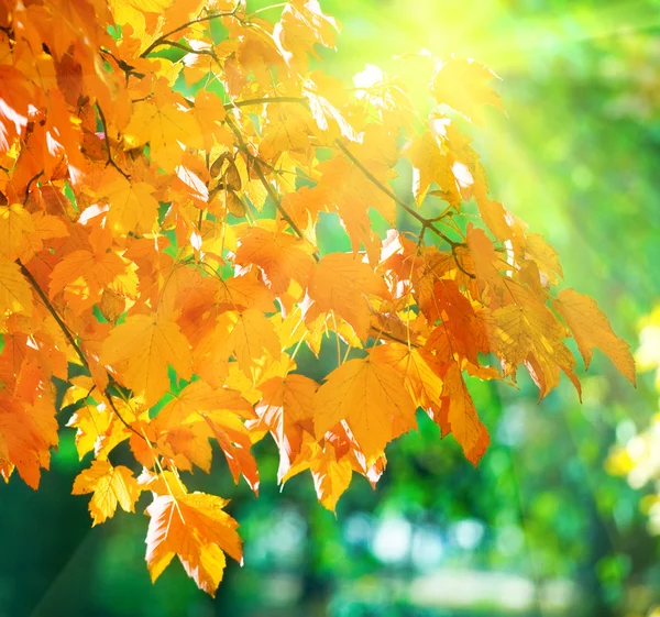 Árboles de arce de otoño en el parque y sol — Foto de Stock