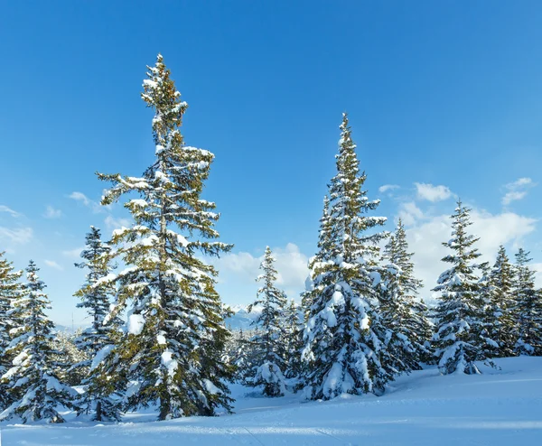 Téli hegyi fenyő erdei táj — Stock Fotó