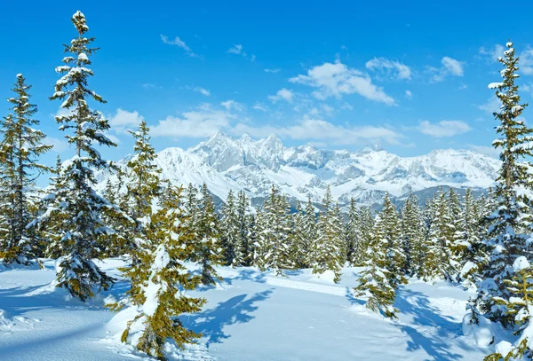 Зимові гори fir ліс краєвид (Австрія)) — стокове фото