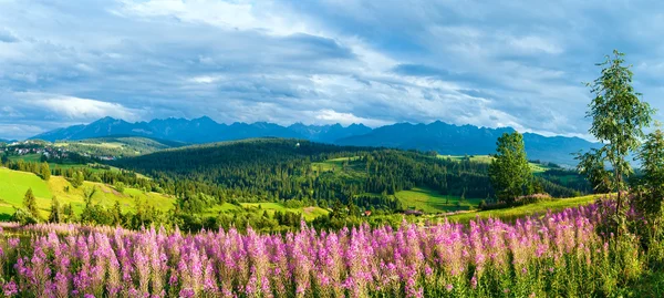 Sommerberglandpanorama (gliczarow gorny, poland) — Stockfoto