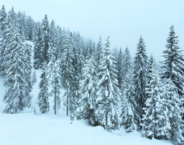 Inverno foresta nebbiosa montagna . — Foto Stock