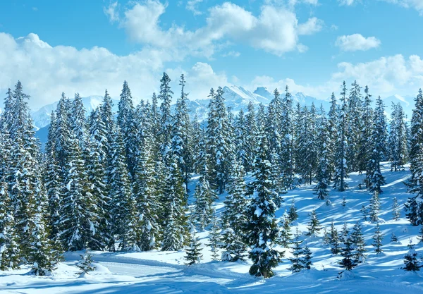 Зимовий гірський ялиновий лісовий пейзаж — стокове фото