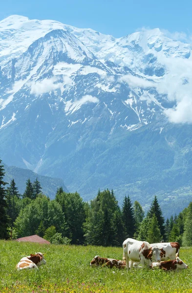 Herd cows on glade and Mont Blanc mountain massif (view from Pla — Stock Photo, Image